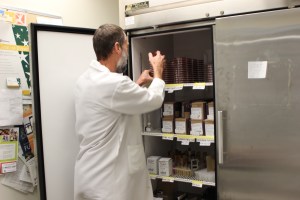 Lab Assistant David Ewing organizing specimens.