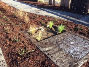 wtd-water-quality-improvement-projects-maple-valley