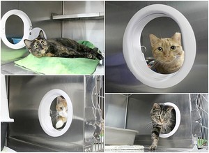 kitty portals aspca grant