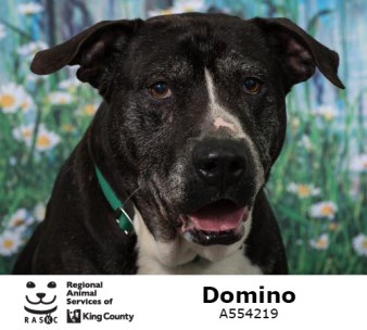 domino