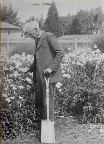 luther_burbank_1900_papaver.jpg