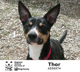 thor