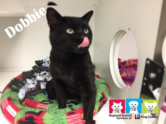 DobbiePetoftheWeek_Dobbie_2018-June-27