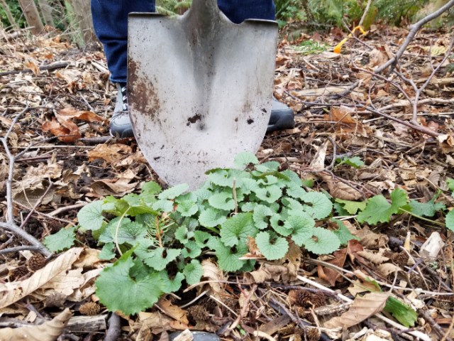 garlic-mustard-digging-rosettes