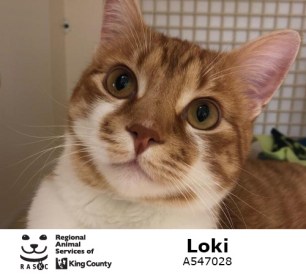 loki