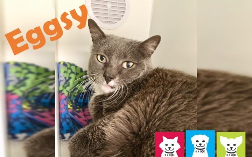 petoftheweek_eggsy_2018-jul-20