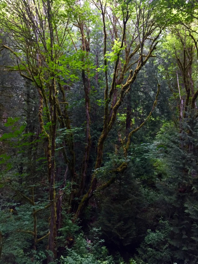Preston Snoqualmie Trail, King County Parks, 
