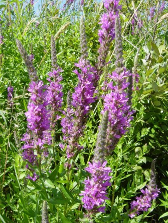 purple-loosestrife-flowers-july