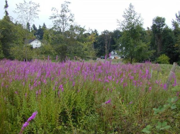 purple-loosestrife-wetland-infestation