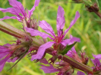purple_loosestrife_flower-20120723-jwilhelm