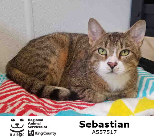 sebastian