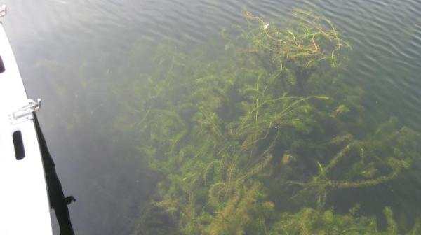 brazilian-elodea_patch