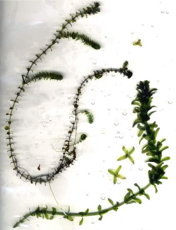 brazilian-vs-native-elodea