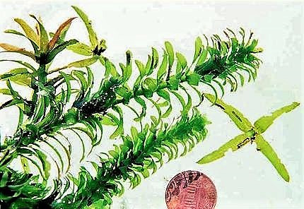 egeria_densaantieaurotated