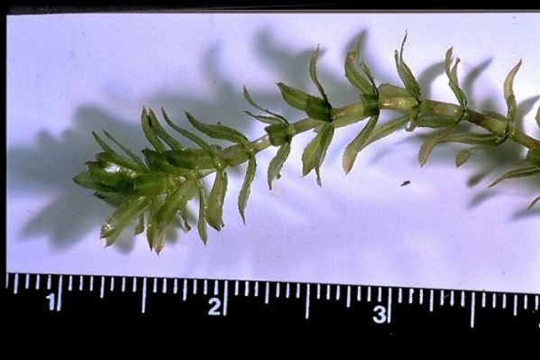 hydrilla-stalk