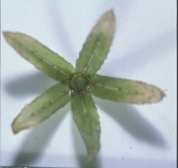 hydver_leaves-1-e1532715951368