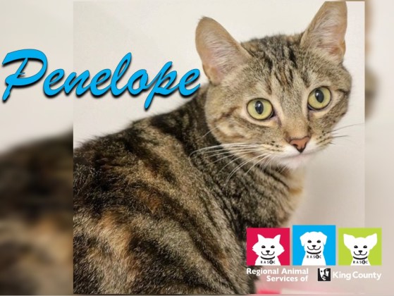 PetoftheWeek_Penelope_2018-July-24