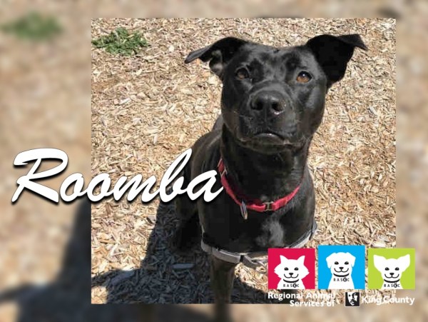 PetoftheWeek_Roomba_2018-Aug-22