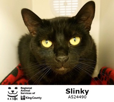 slinky
