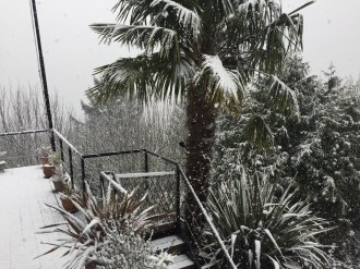 Snow_Palm